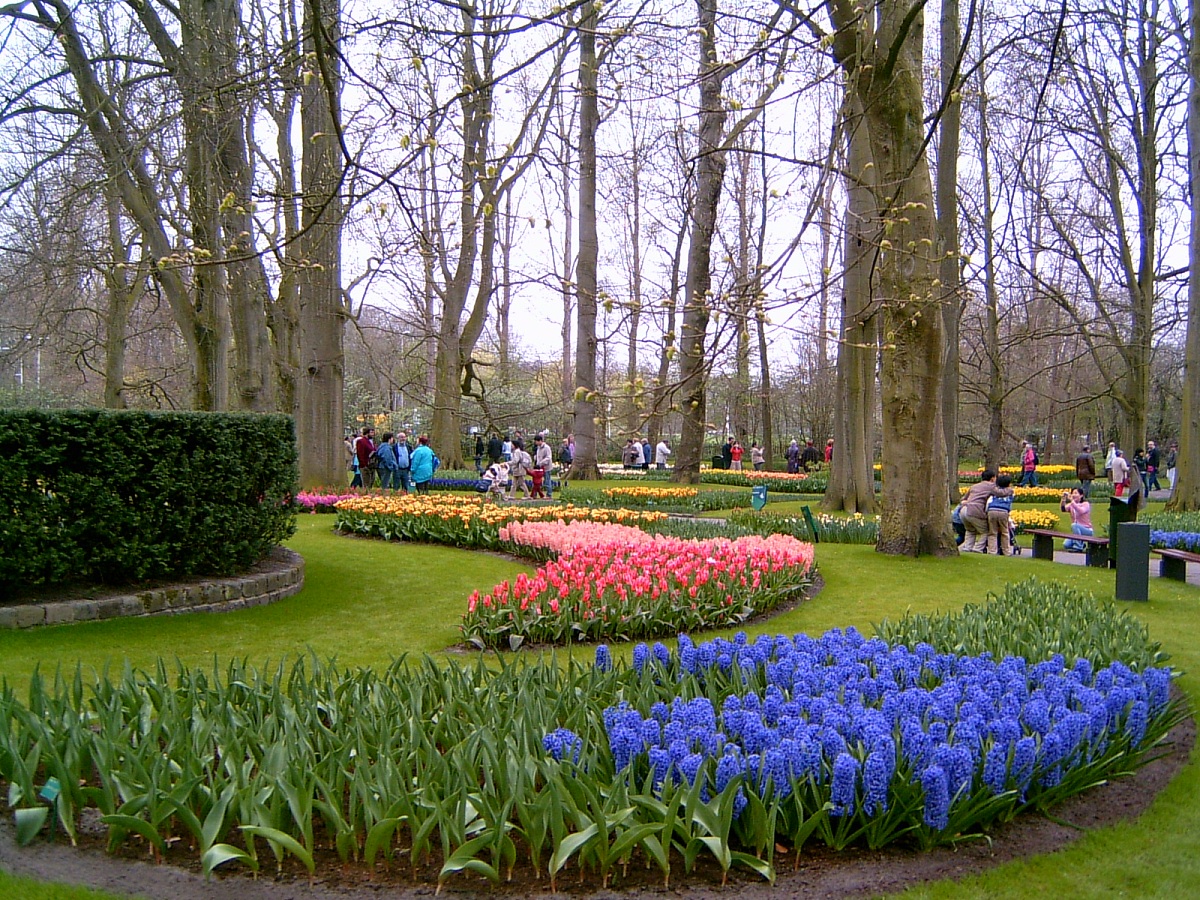 荷兰是欧洲的花园,位于荷兰阿姆斯特丹附近的库肯霍夫花园(keukenhof 