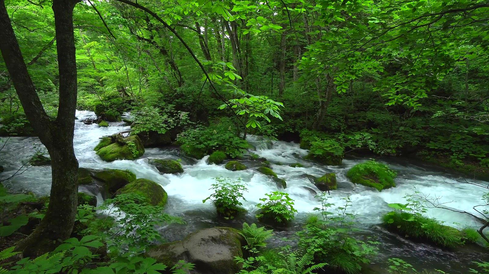 [图]优美的轻音乐,放松音乐《Deep in the Forest在森林深处》