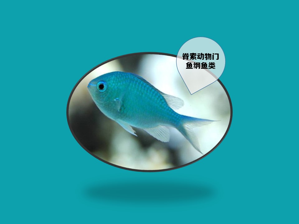 青魔鱼:为鲈形目、雀鲷科、光腮鱼属一种热带海水鱼类