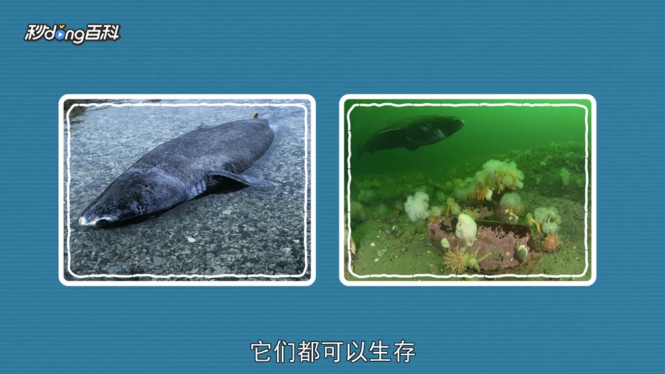原来格陵兰鲨鱼长这样