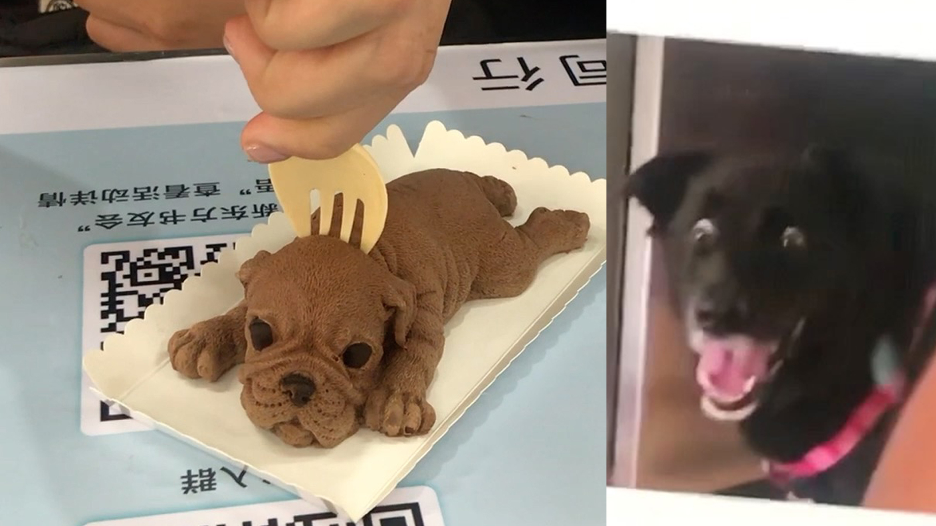 吓煞旁狗!人大网红食堂推出沙皮狗蛋糕,逼真到不忍下嘴
