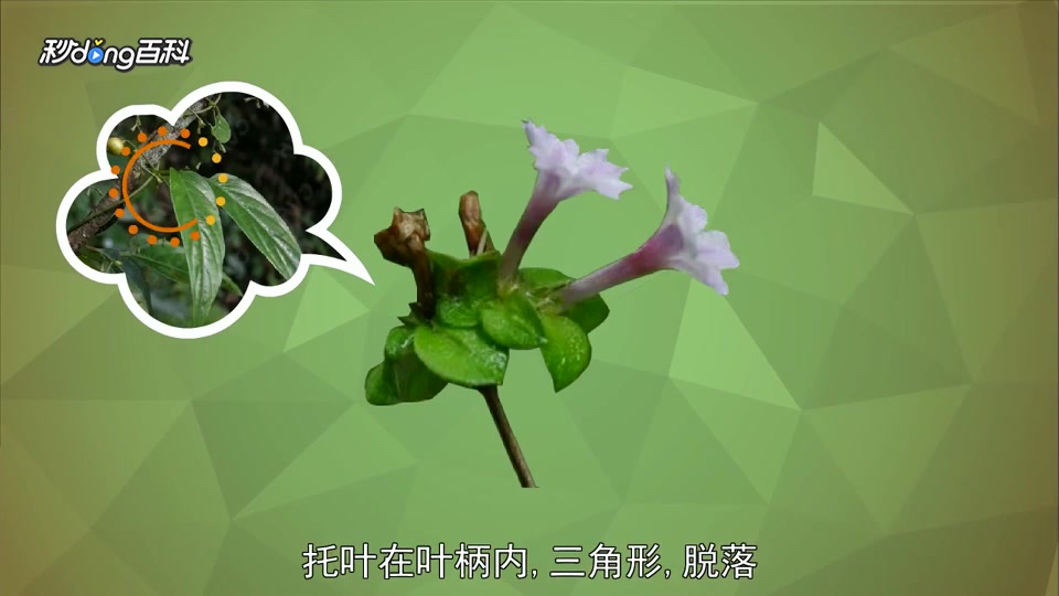原来 鸡矢藤属长这样