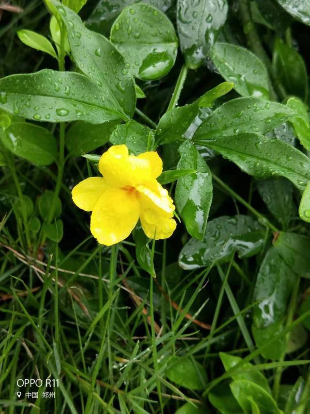 秋日细雨外一首