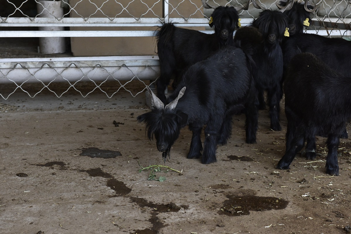 畜牧兽医专业就业前景