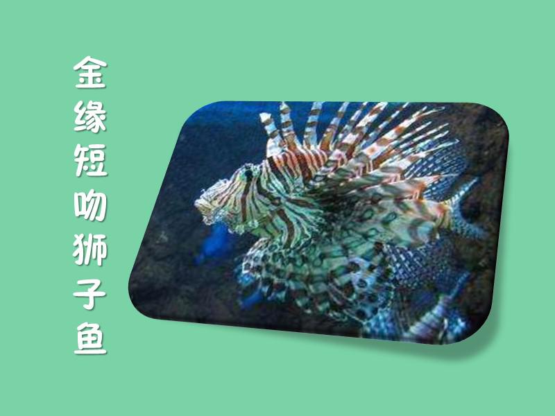 原来金缘短吻狮子鱼长这样