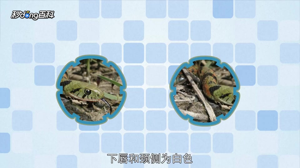 原来虎斑颈槽蛇大陆亚种长这样