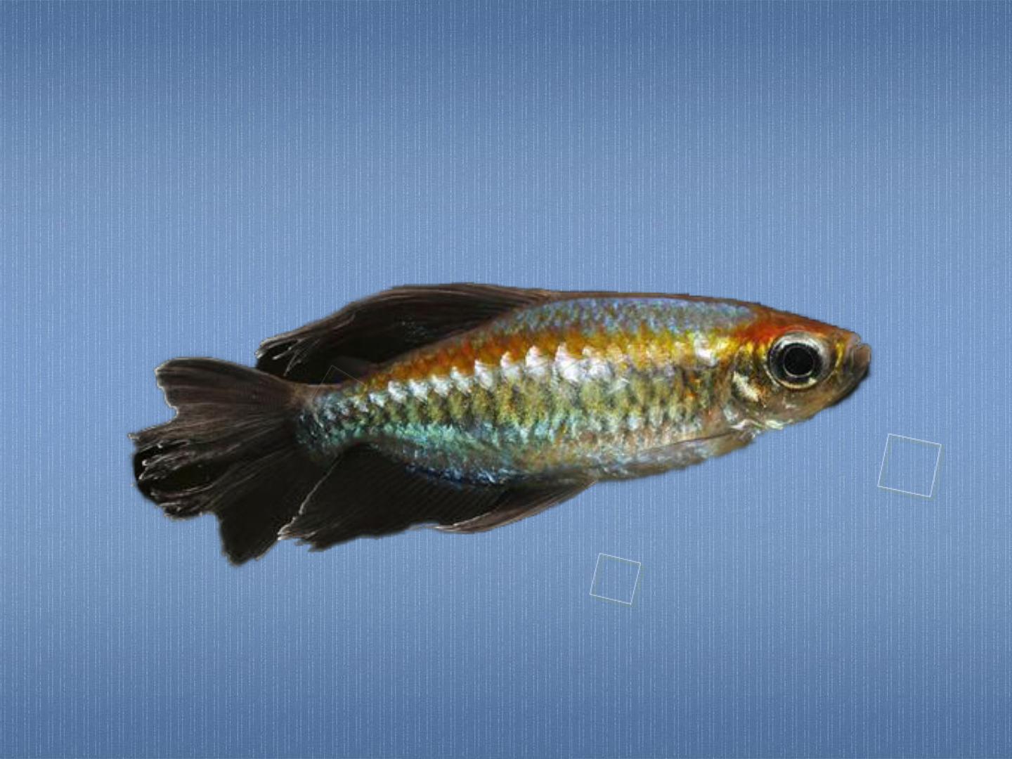 原来刚果鱼长这样