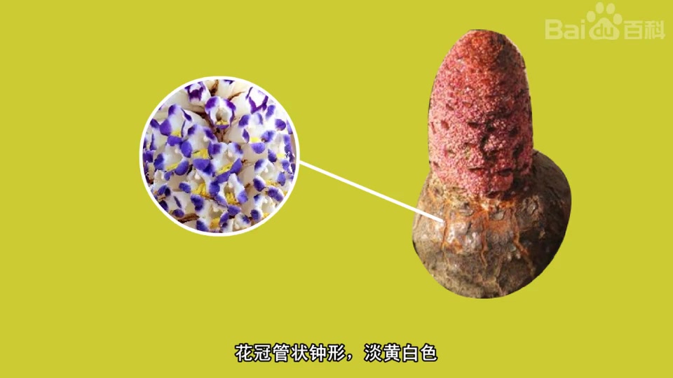 阿拉善肉苁蓉