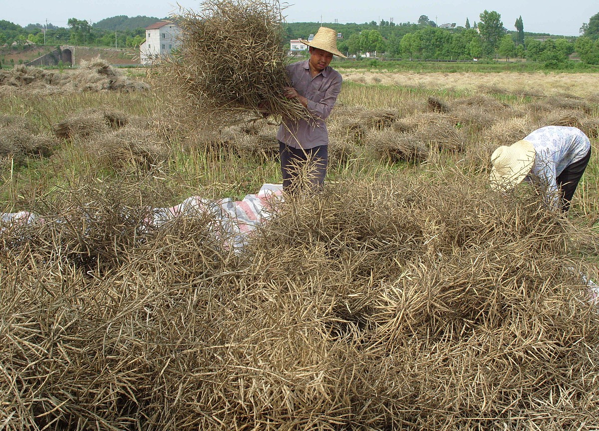 散播草籽工作内容详解：从收集到管理全流程