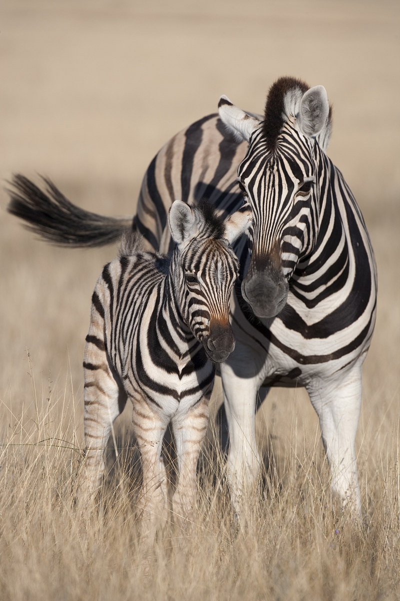 写一篇万里归途电影读后感