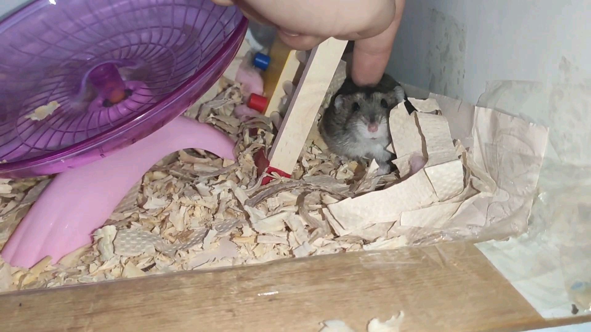 小伙给小仓鼠造一个巨型豪华住所,放仓鼠垫料有炒饭的感觉!