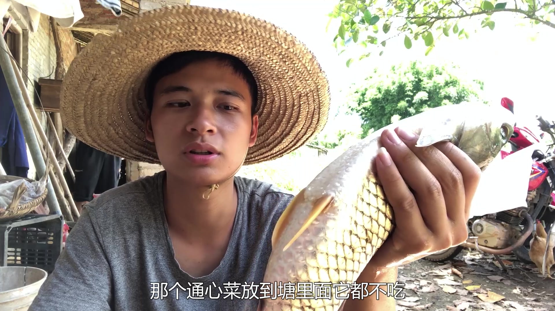 阿弟养鱼有技巧,鱼塘出现死鱼阿弟总能找到方法解决,真厉害