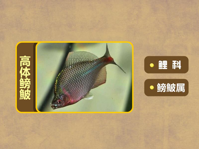 原来高体鳑鮍长这样