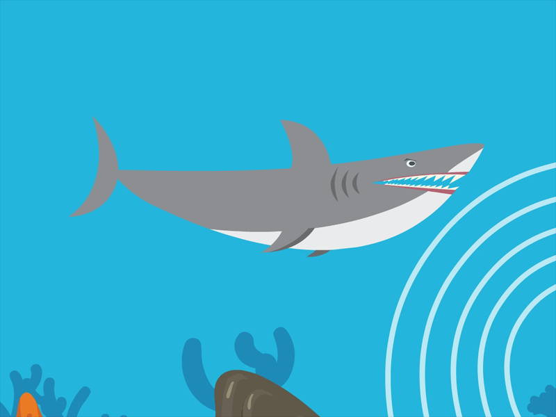 鲨鱼如何寻觅盘中餐?