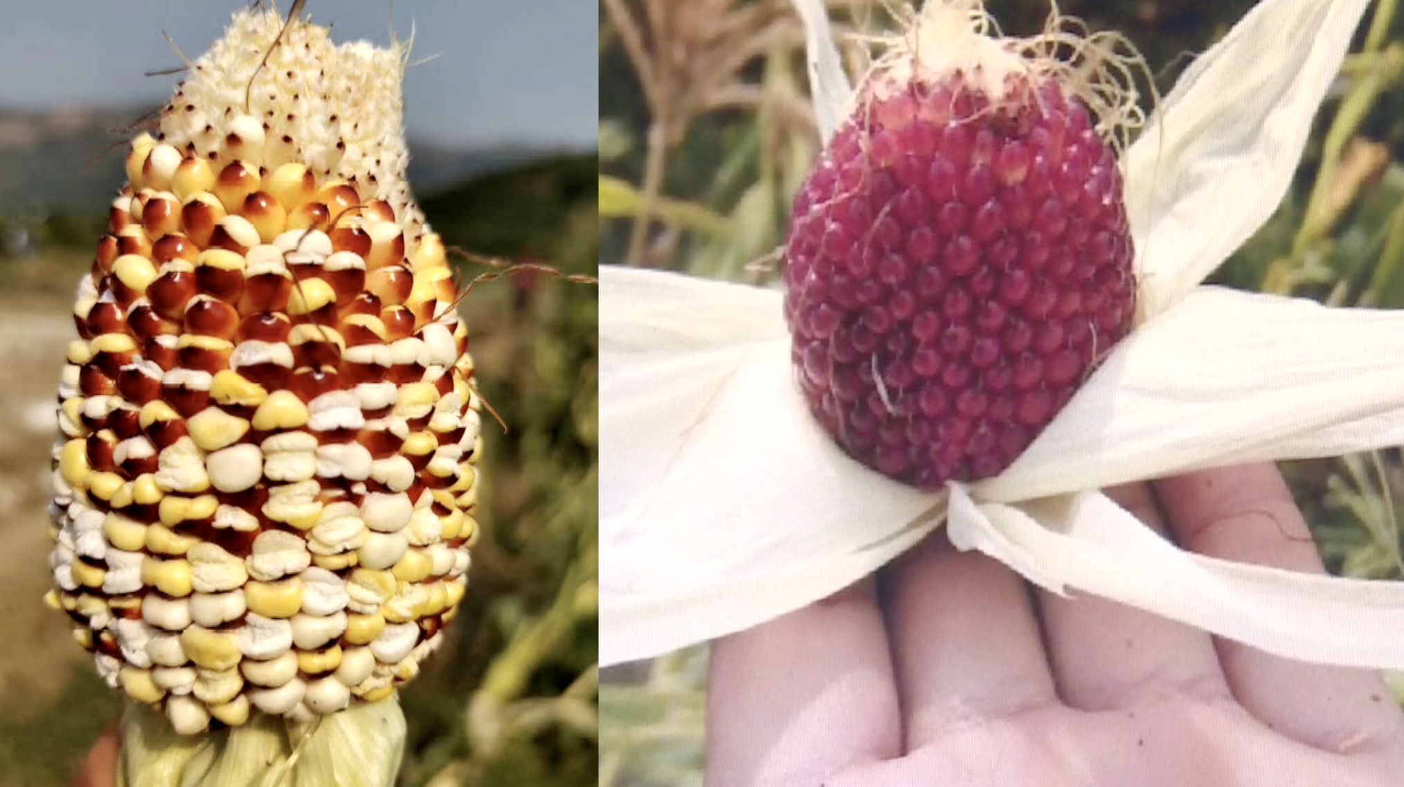 云南高温玉米晒成爆米花?专家:不是天气的锅,仅因品种特性