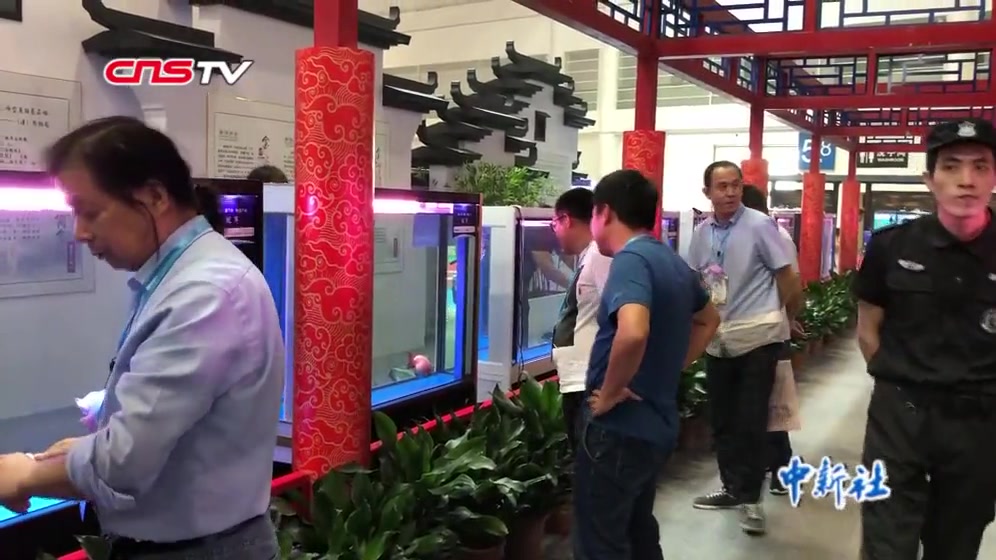 名贵稀有金鱼集中亮相福州 “三色蝶尾”成全场焦点
