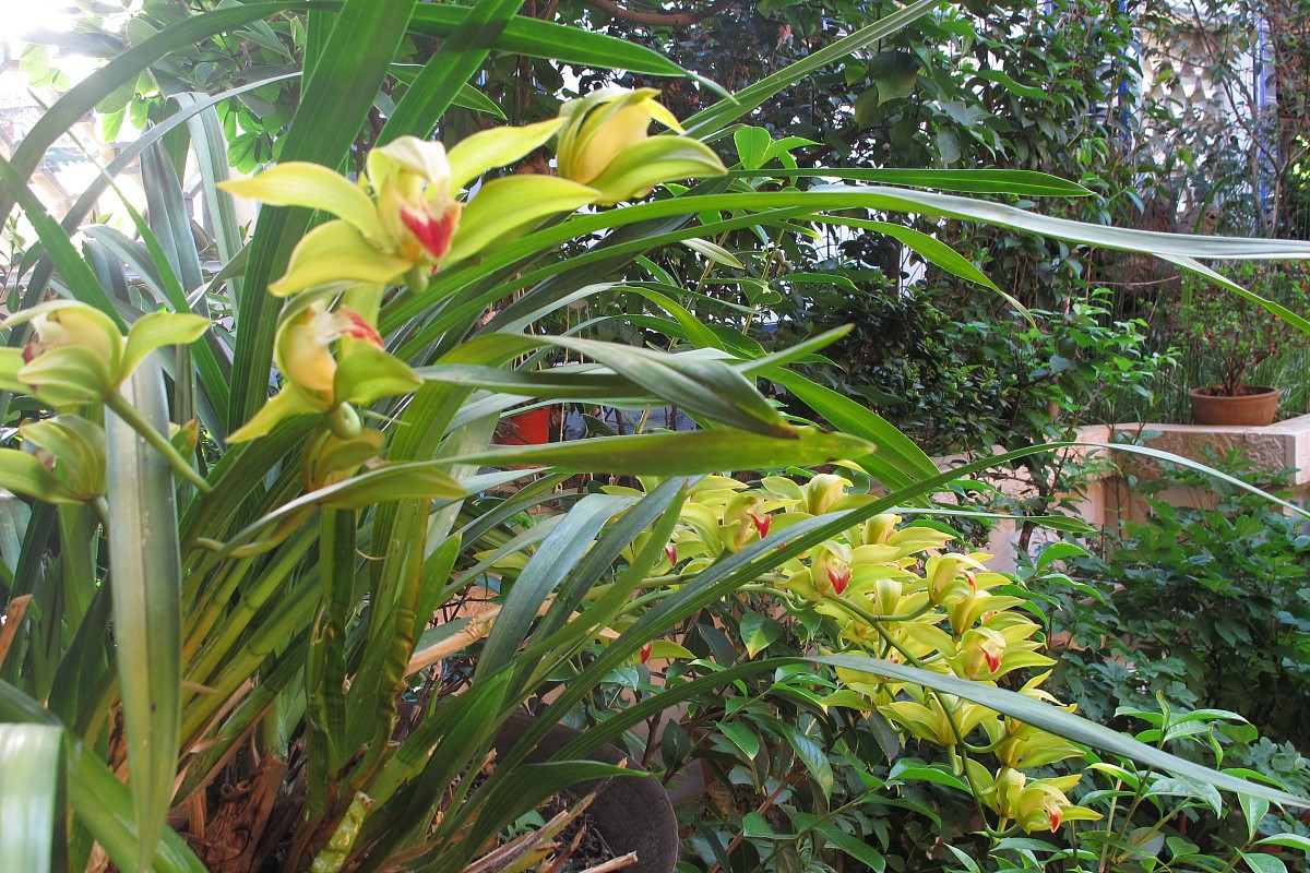 ***_***2013年04月16日,云南省大理白族自治州,张家花园室内兰花.