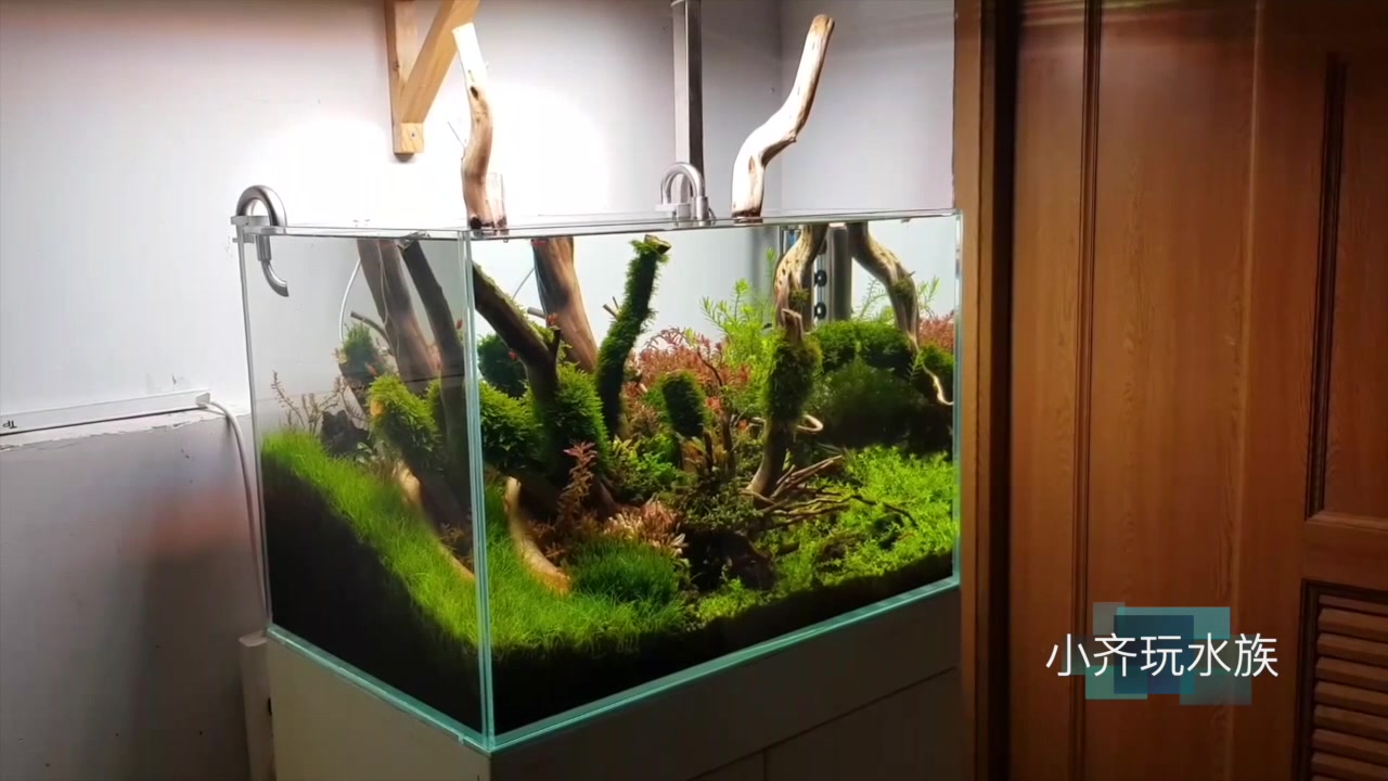 标准60缸杜鹃根造景(更新成景效果)