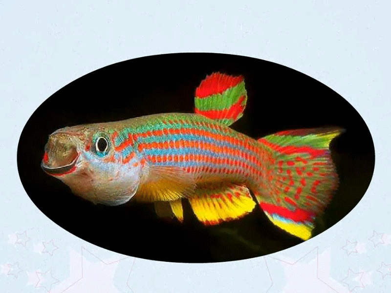 原来这就是鳉鱼