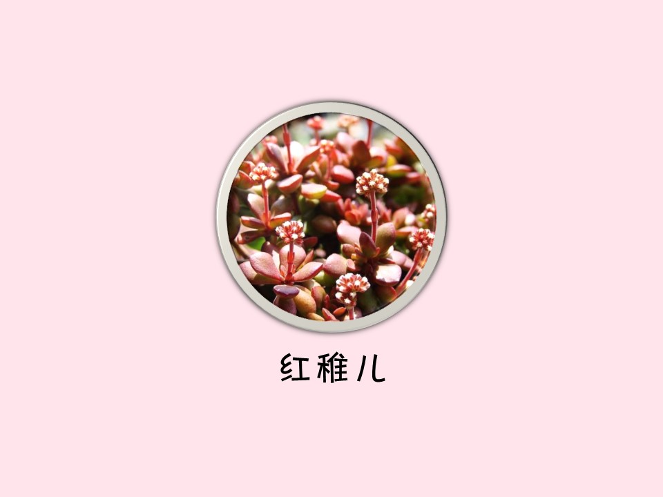 红稚儿:为景天科、青锁龙属多肉植物
