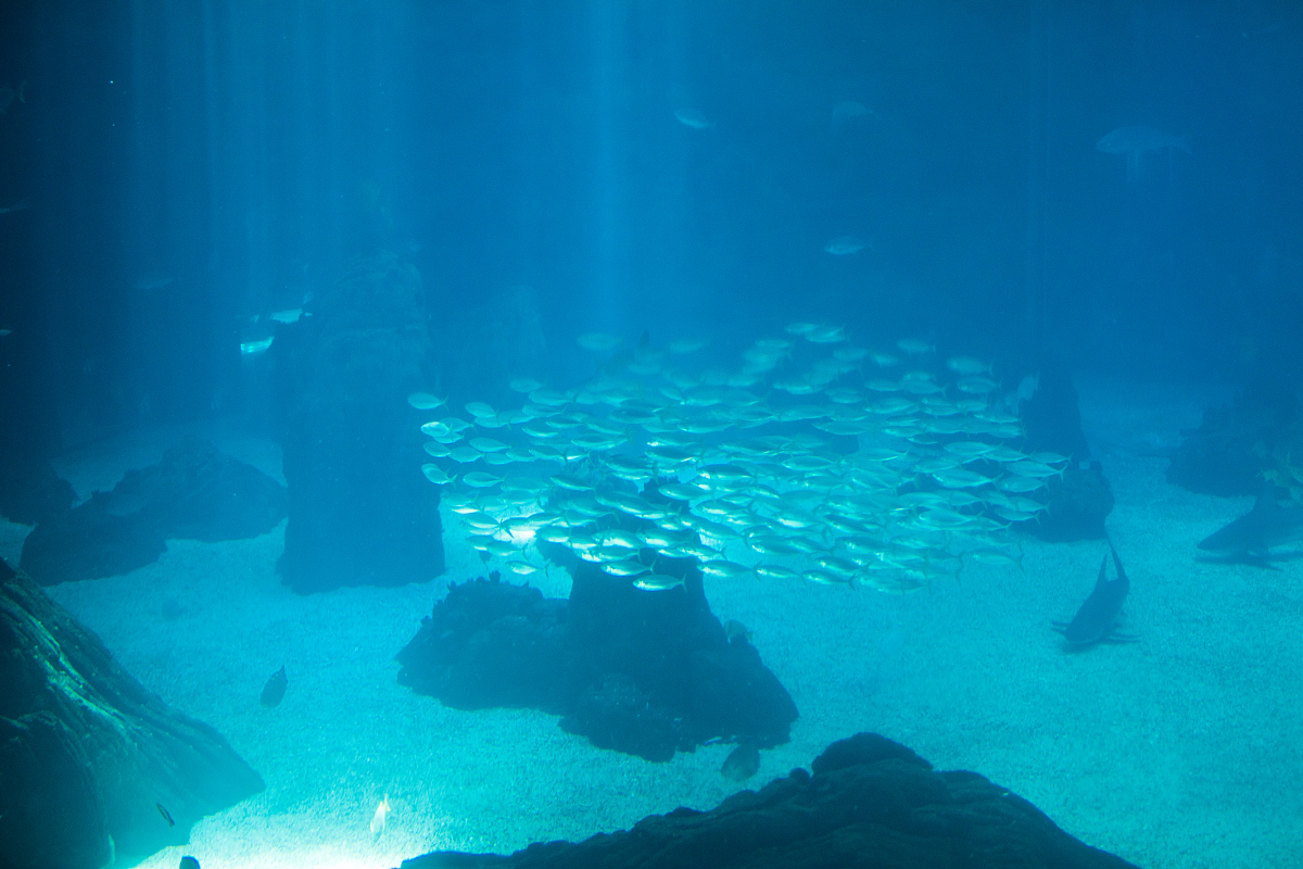 ocean big fish in a large aquarium tank. lisbon aquarium.