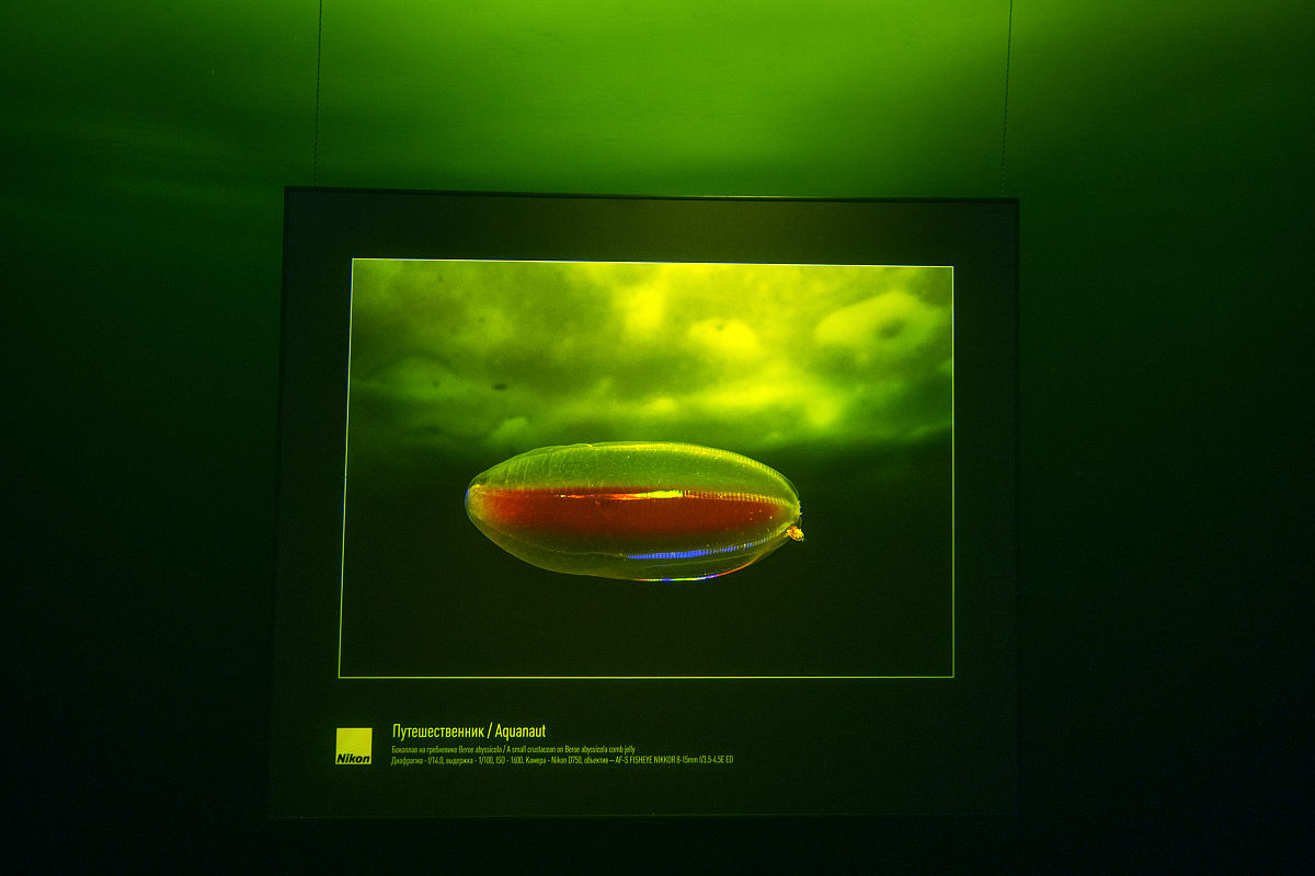 当地时间2019年3月7日,俄罗斯靠近北极圈附近,潜水摄影师举办了世界首