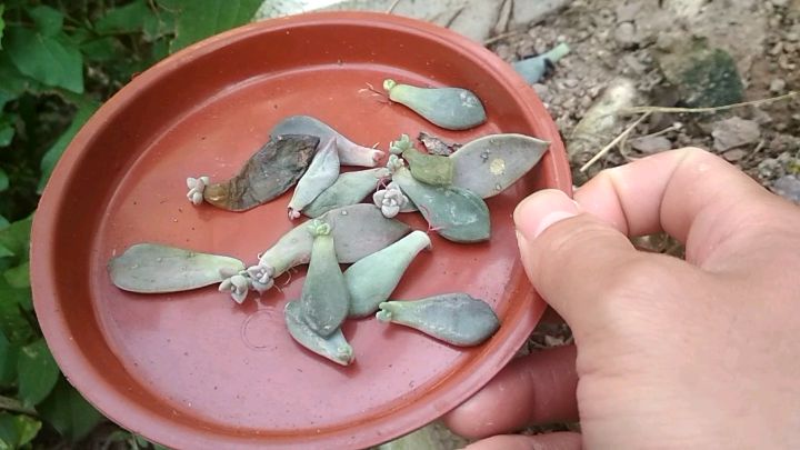 落地生根!农村小伙碰掉多肉叶子竟然生根发芽了,赶快给它上个盆