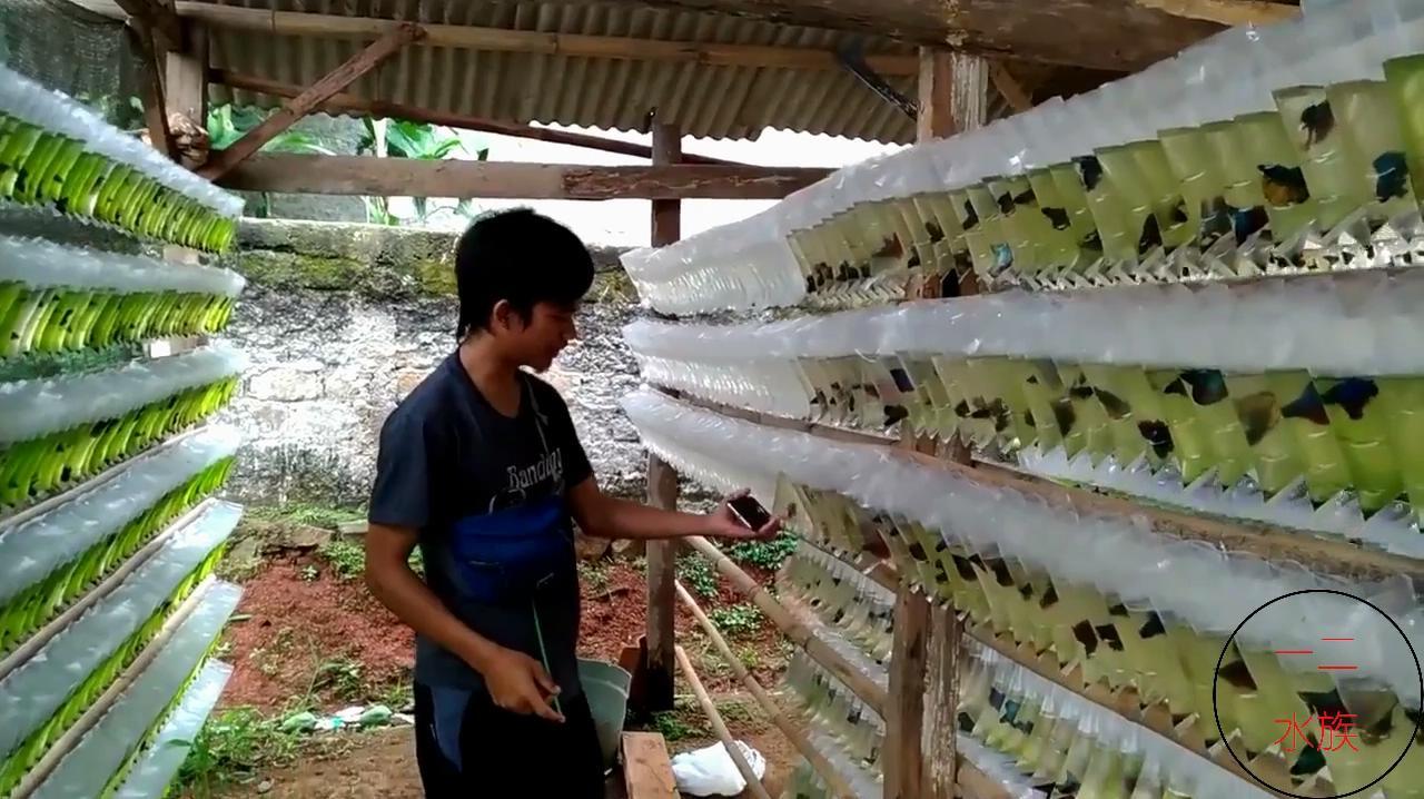 泰国斗鱼养殖场,用塑料袋养鱼,还有用瓶子的,这鱼真皮实