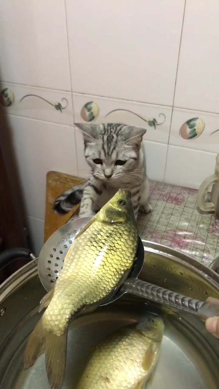 看到鱼儿一张一张的嘴巴,小猫咪开始亲吻,太逗了