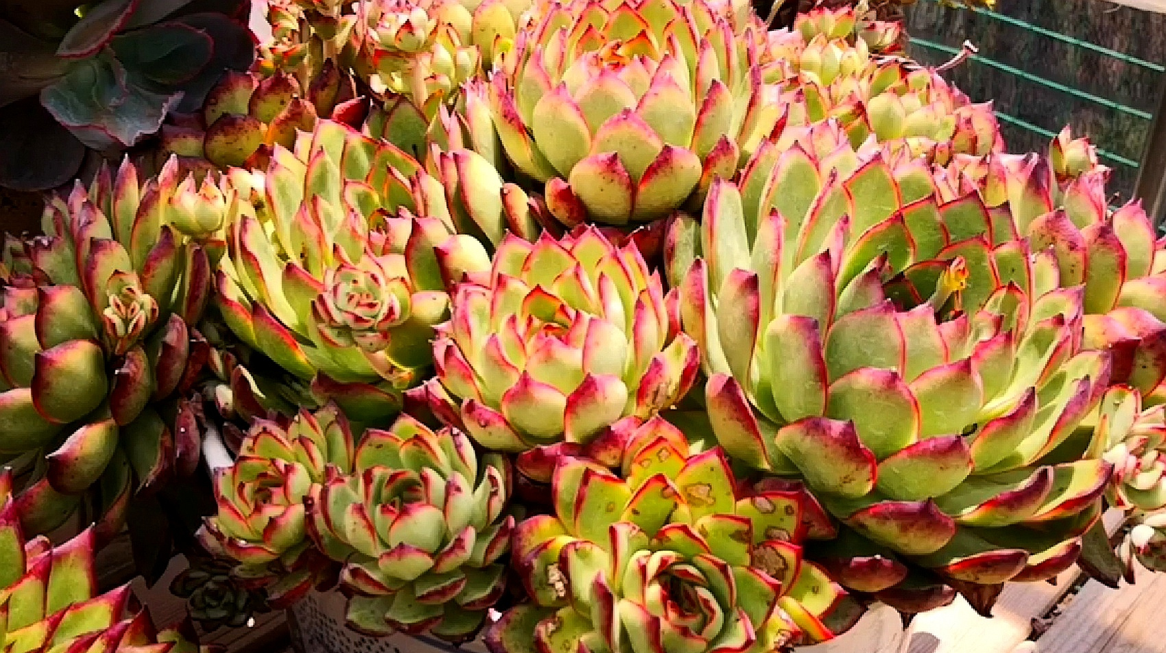 正在尽情绽放美丽的保利安娜,极限群生状态呈现!