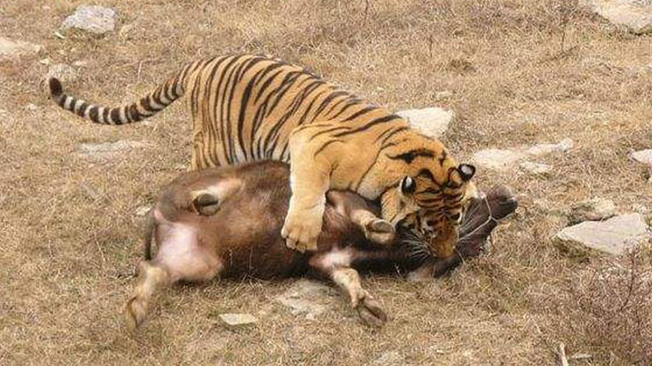 都说老虎是食肉动物,可是为什么老虎吃了食物后,还要吃点草?