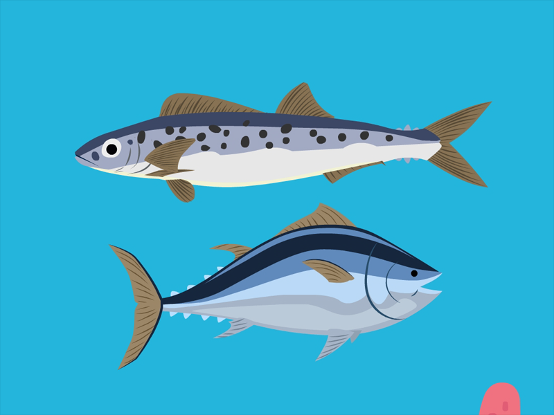 金枪鱼和马鲛鱼的区别