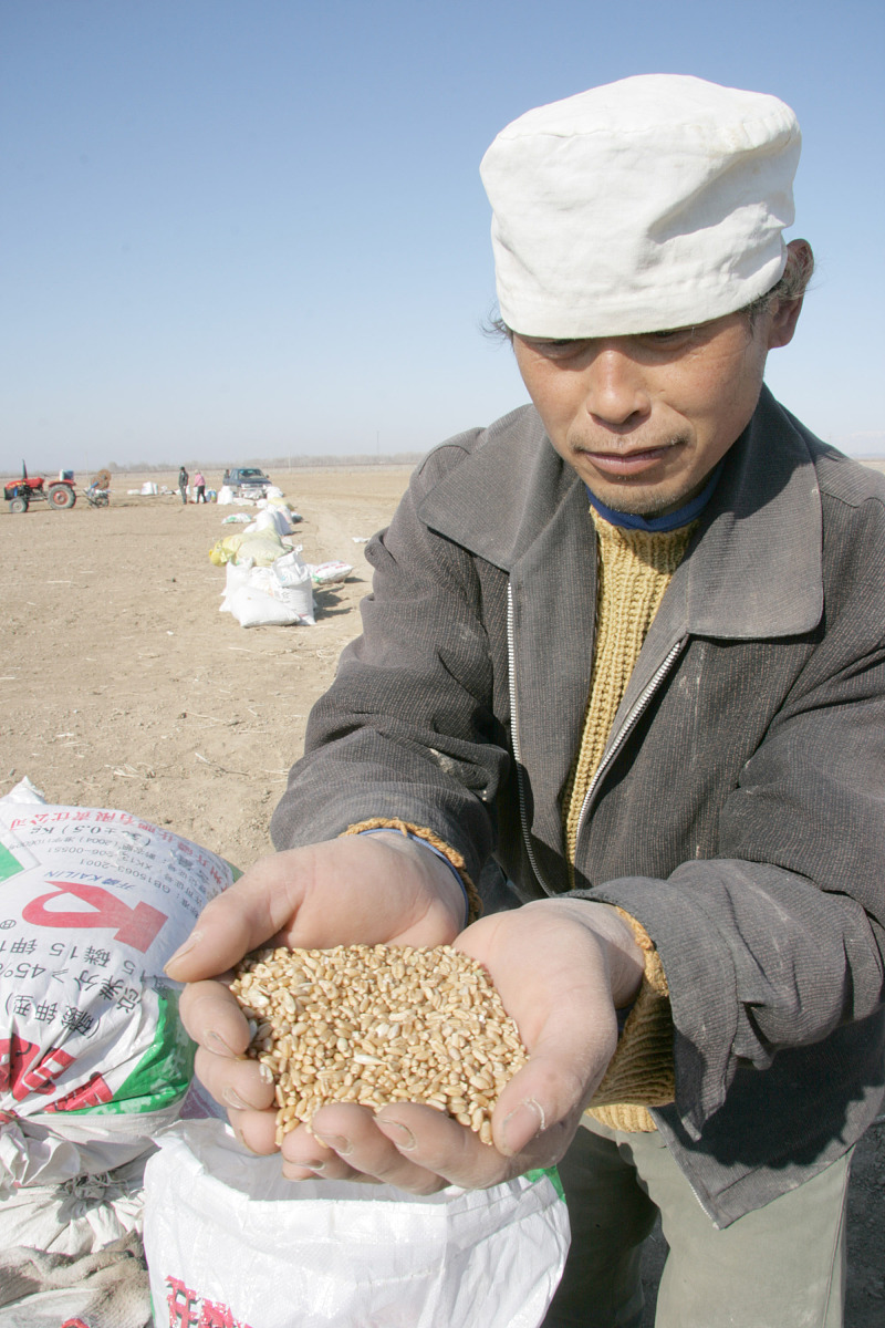 2009年3月11日,位于新疆阿拉山口地区的兵团九十团农场里,农场主张志