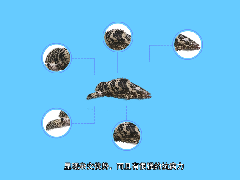 龙虎斑:用龙胆石斑与老虎斑培育出来的杂交新种石斑鱼