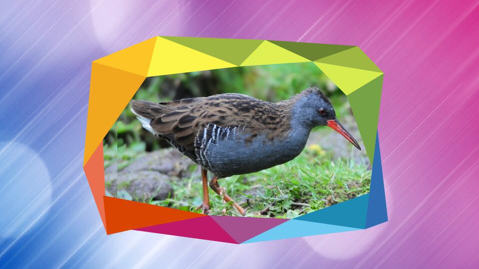 「秒懂百科」原来秧鸡科长这样