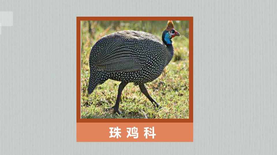 原来珠鸡科长这样