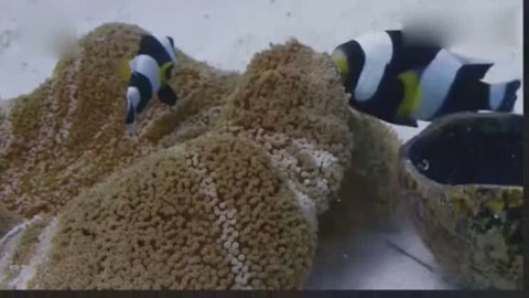 超可爱小丑鱼,太聪明了!