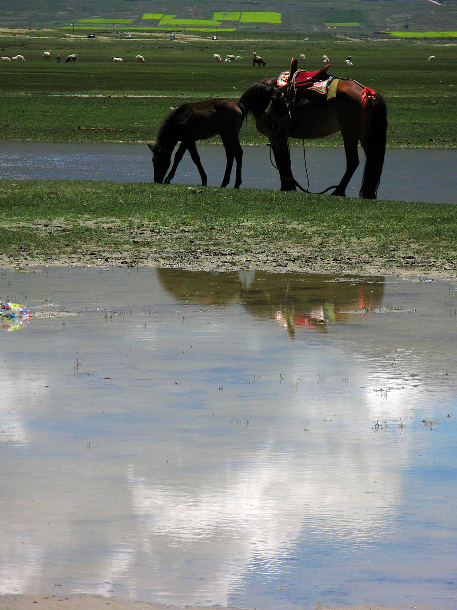 青海旅游学校2022年招生简章 - 报名时间、条件、流程