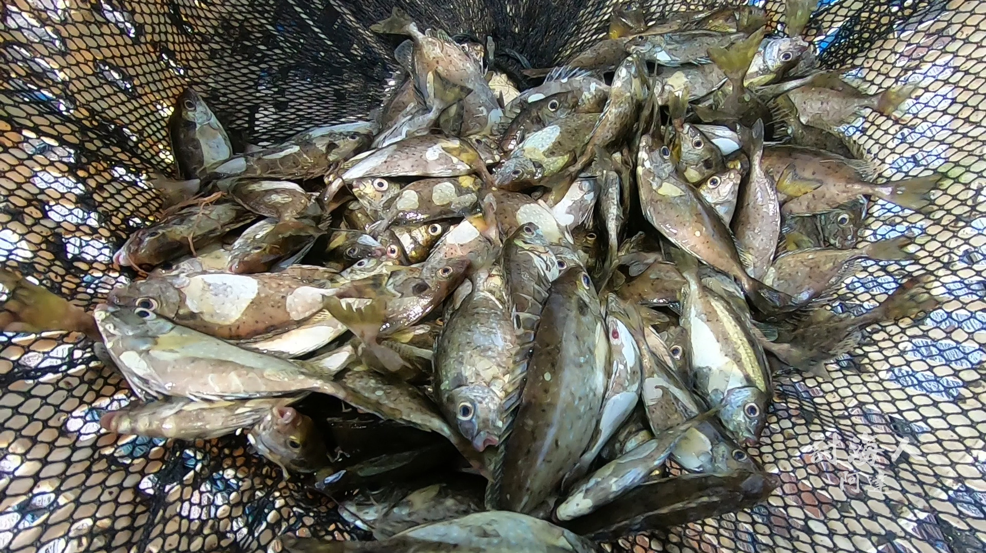 猪肉涨价舍不得买,阿达去海里抓了十几斤鱼还有超大的青口回家