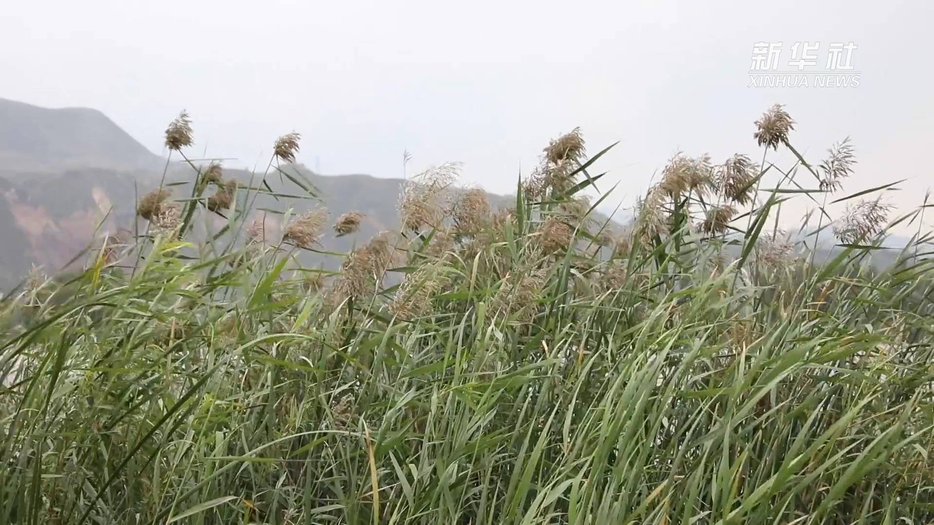 [图]初秋,去黄河边看芦苇荡!