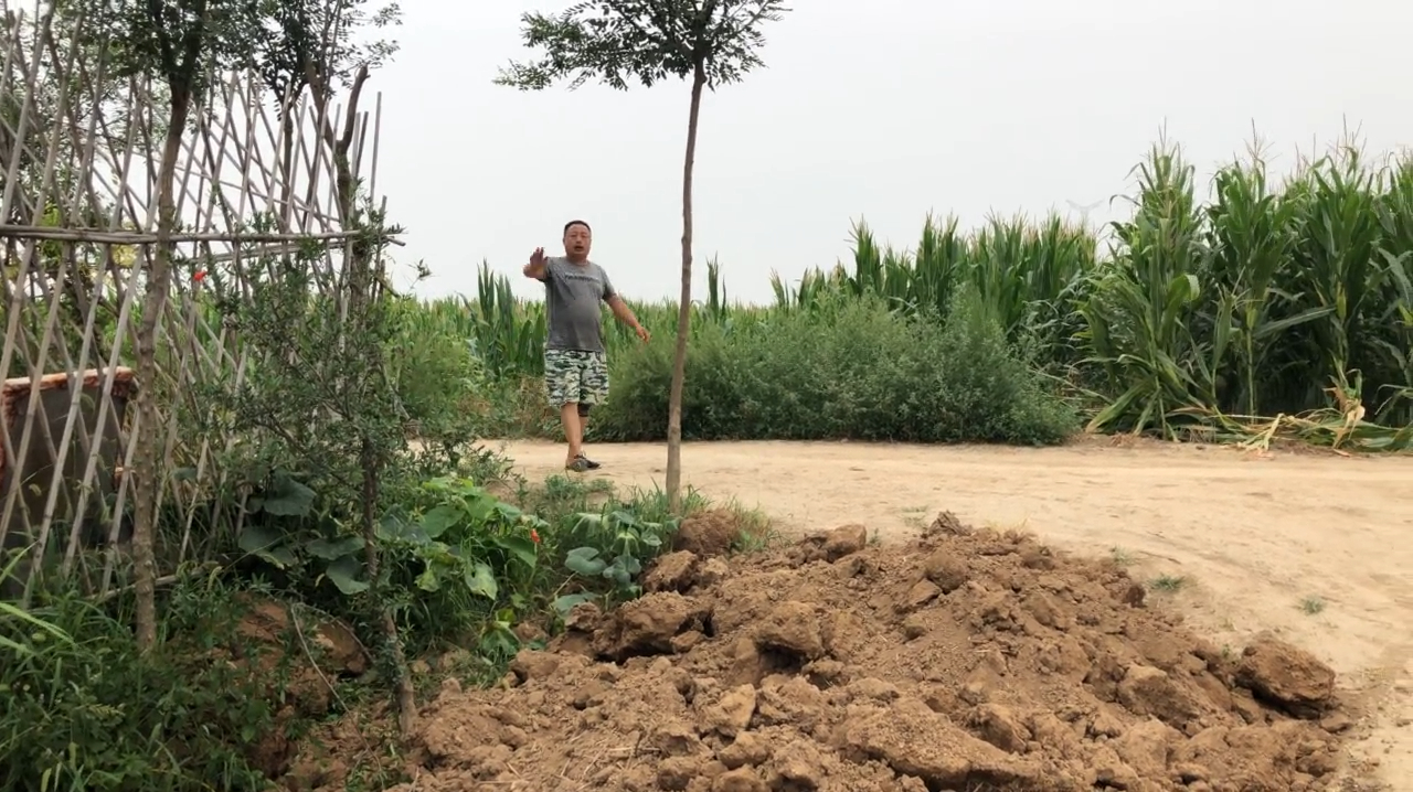 现在正是播种红花荠菜的时节,今天带大家认识一下红花荠菜的种子
