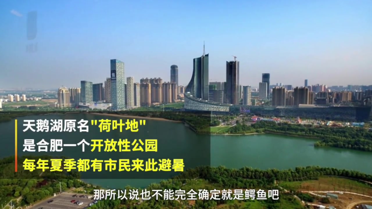 网曝合肥有人放生鳄鱼,城管:在找