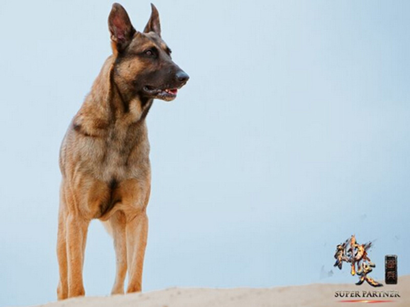 [图]神犬奇兵：张汇仓、张永健、陈平子众多演员共同演绎