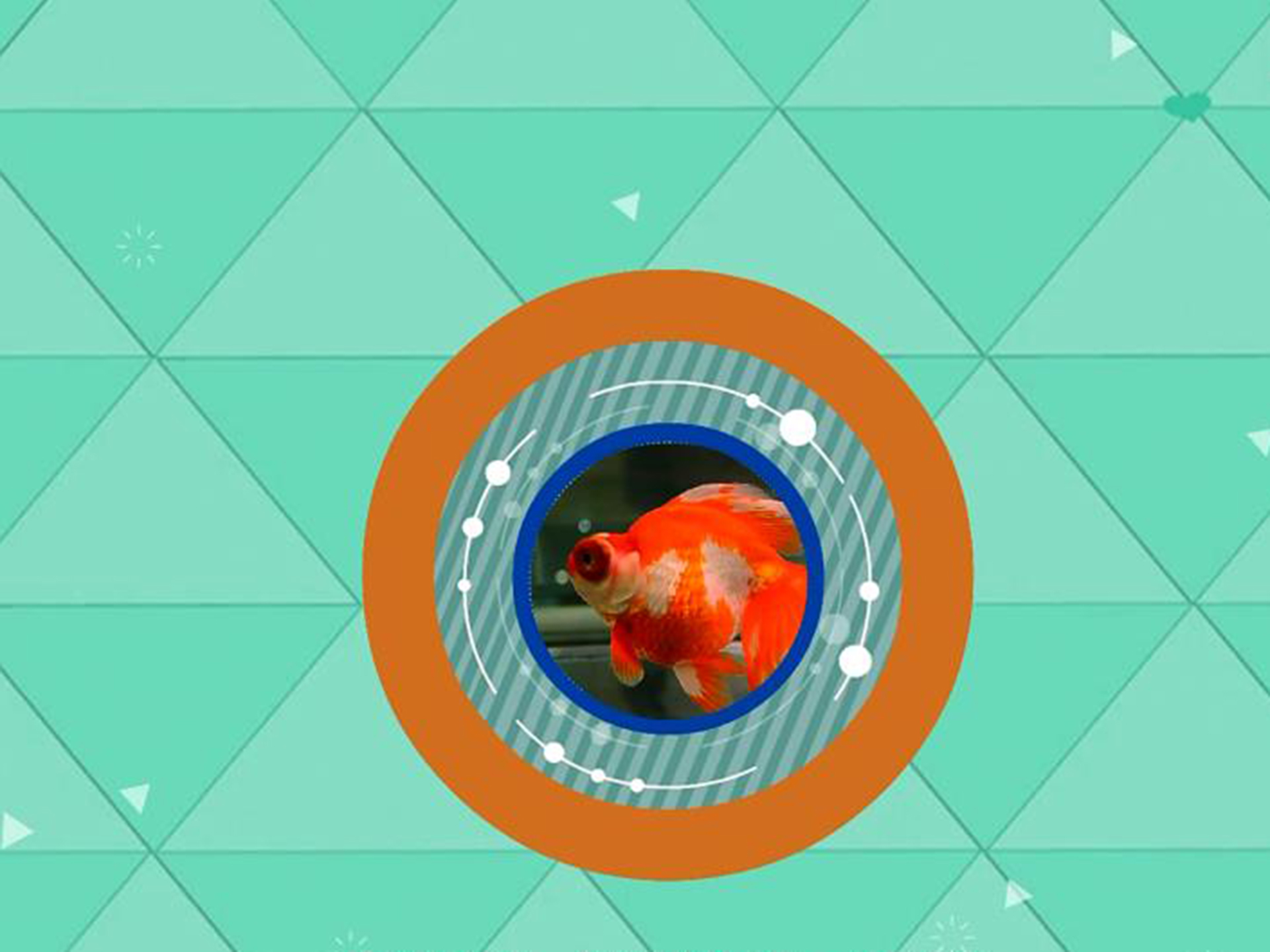 龙睛金鱼:脊椎动物门的一种鱼类