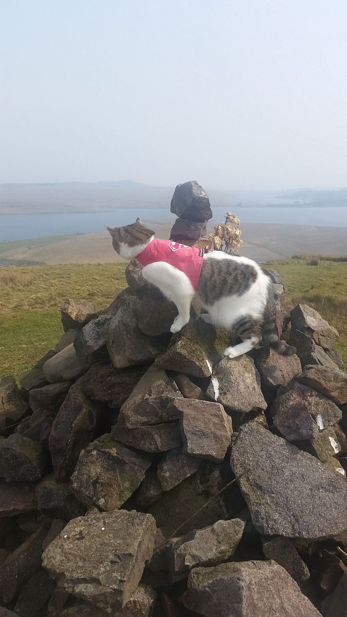 初音未来，你想做我的朋友吗？