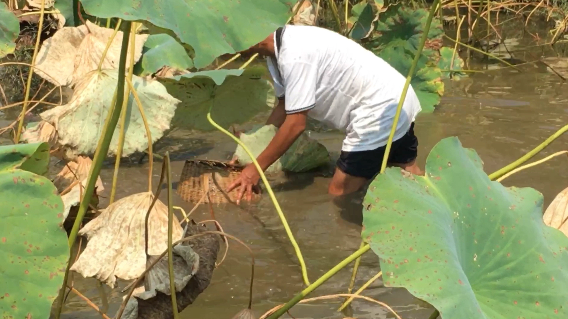 农村有个“金钟罩”捕鱼特厉害,罩着的鱼都跑不了