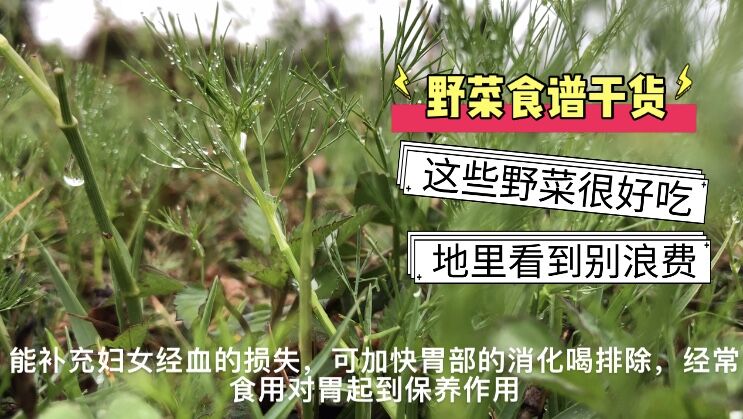野菜食谱干货:农田了的旱芹菜和马蹄菜怎么吃?有什么作用和功效?