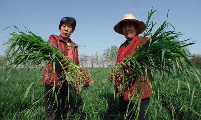 小麦的杀手--节节麦!到底该如何根除?这是最后