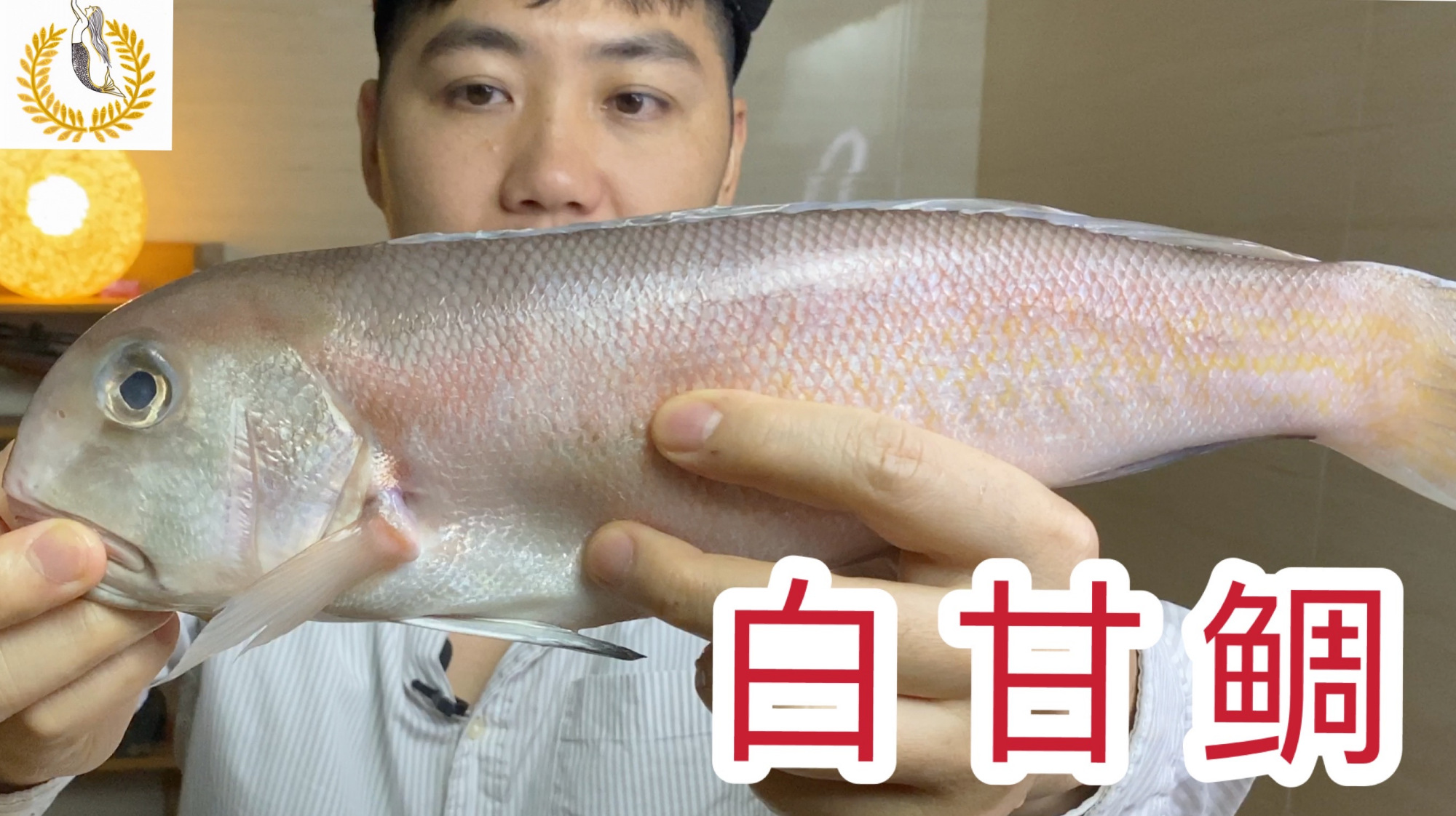 马头鱼也叫方头鱼,这是一种肉质和东星斑有的一拼的鱼