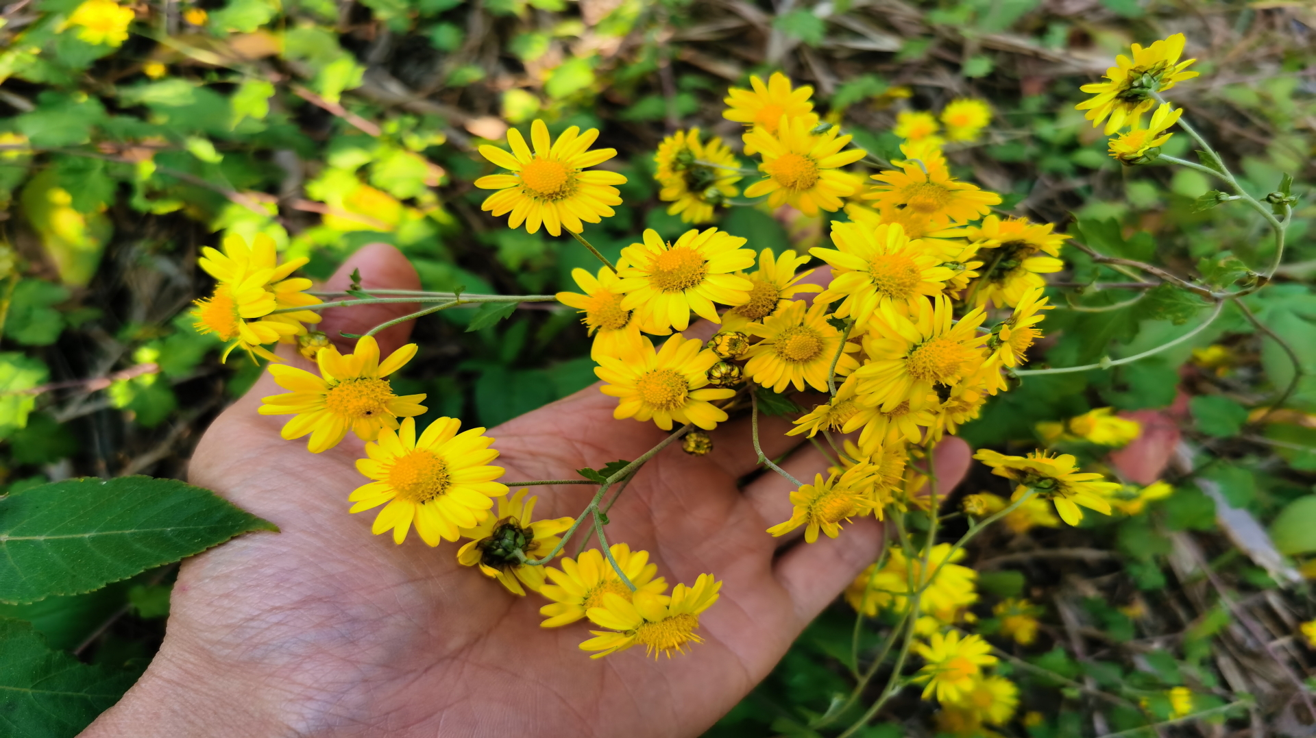 [图]农村有一植物“野菊花”,冬季正是采摘时候,认识的人不容错过